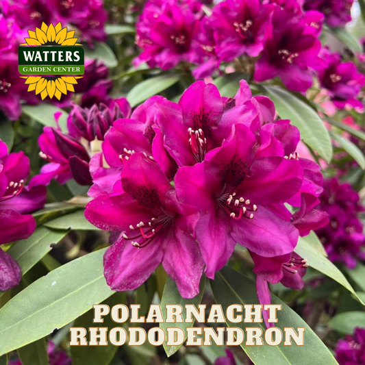 Polar Nacht Rhododendron flowers with Watters Garden Center logo