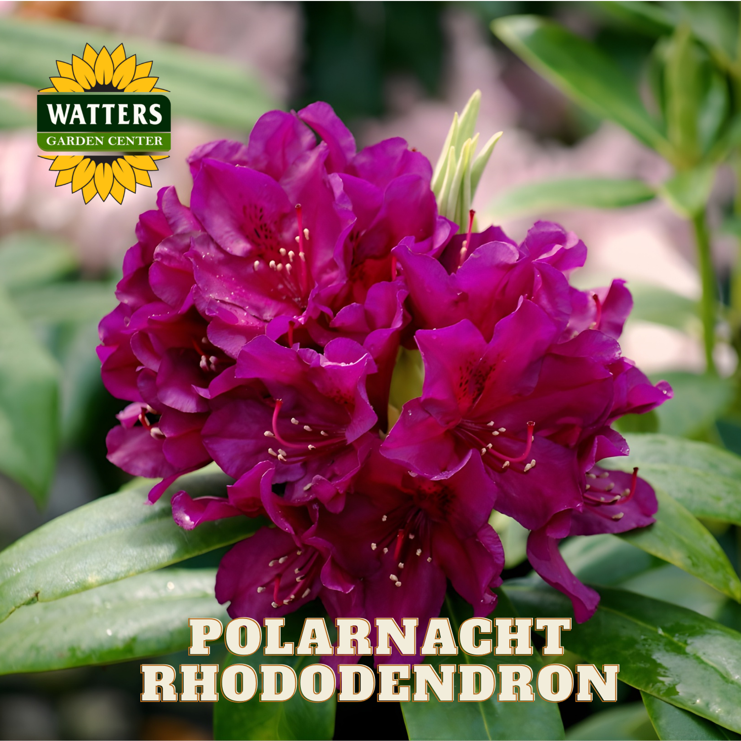 Purple rhododendron flowers with Watters Garden Center logo in the corner.