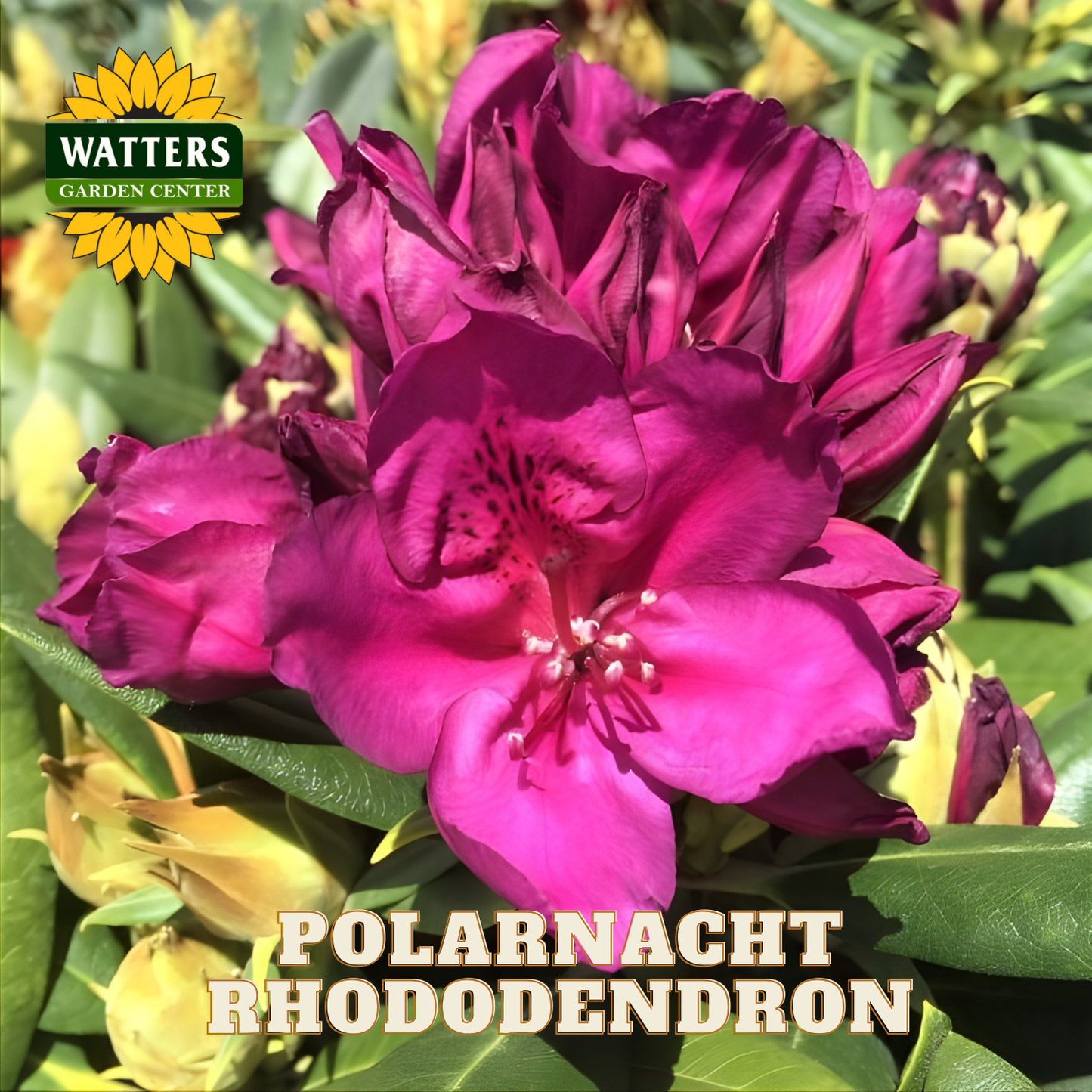 Pink rhododendron flowers with Watters Garden Center logo in the corner.