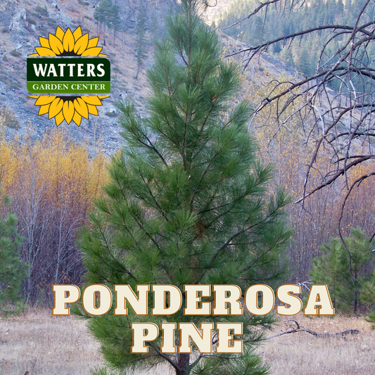 PONDEROSA PINE TREE 7gal