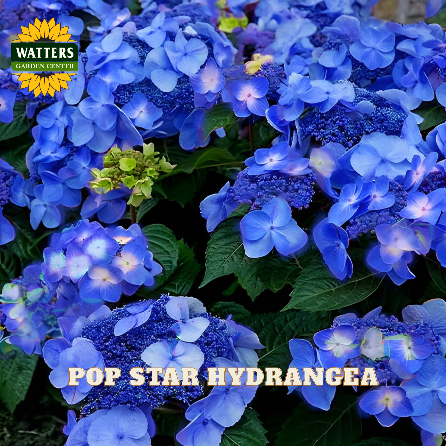 Blue hydrangea flowers with Watters Nursery logo and 'Pop Star Hydrangea' text.