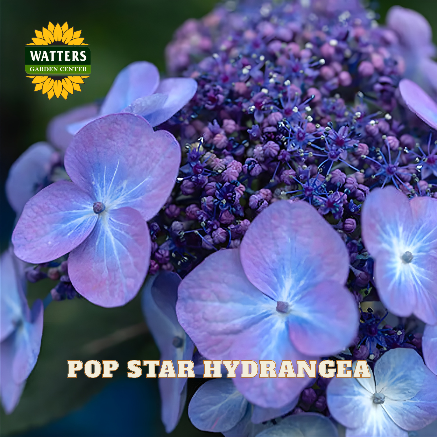 Close-up of pink hydrangea flowers with Watters Garden Center logo.
