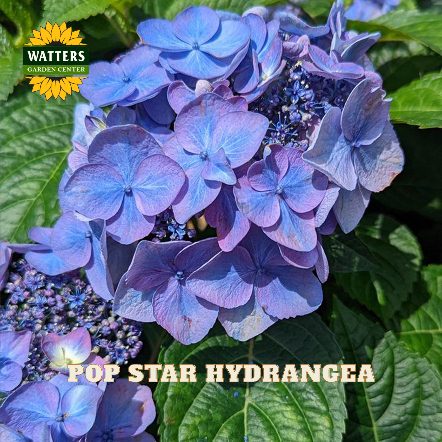 Close-up of blue hydrangea flowers with Watters Garden Center logo and 'Pop Star Hydrangea' text.