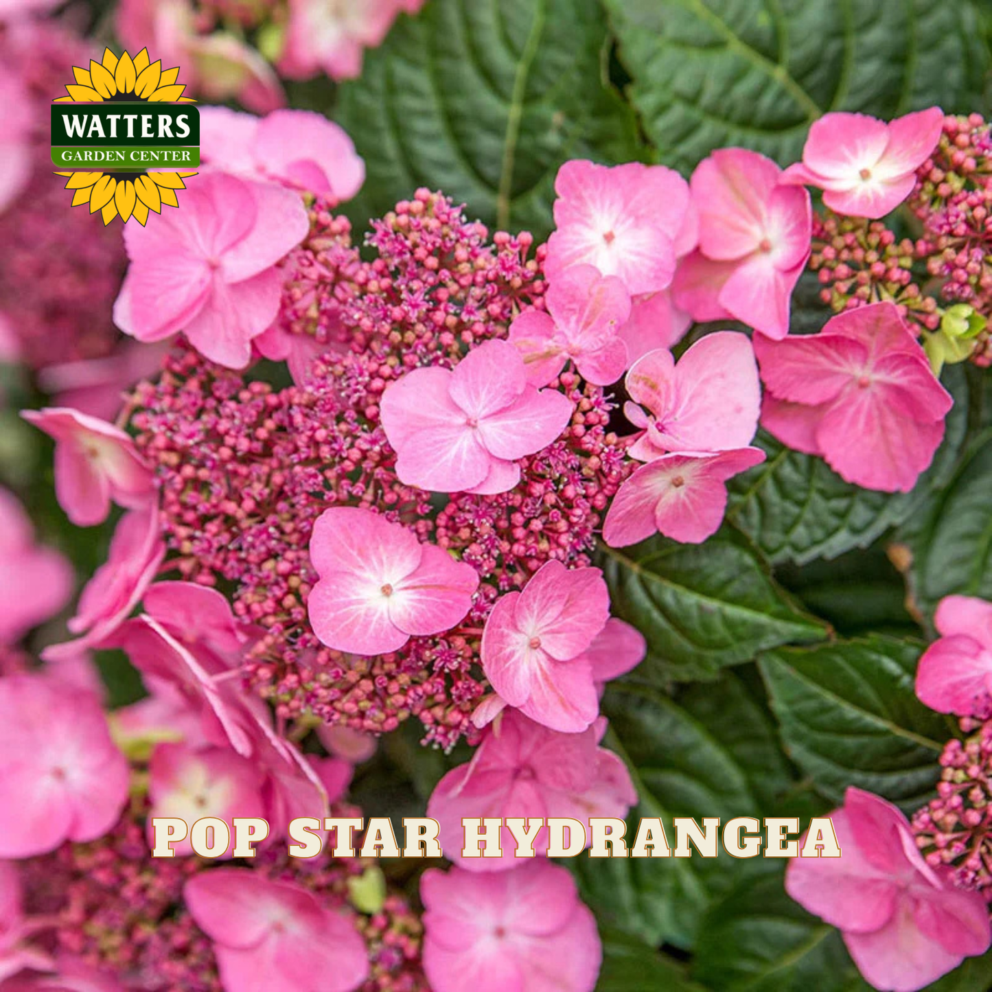 Pink hydrangea flowers with green leaves and Watters Garden Center logo.