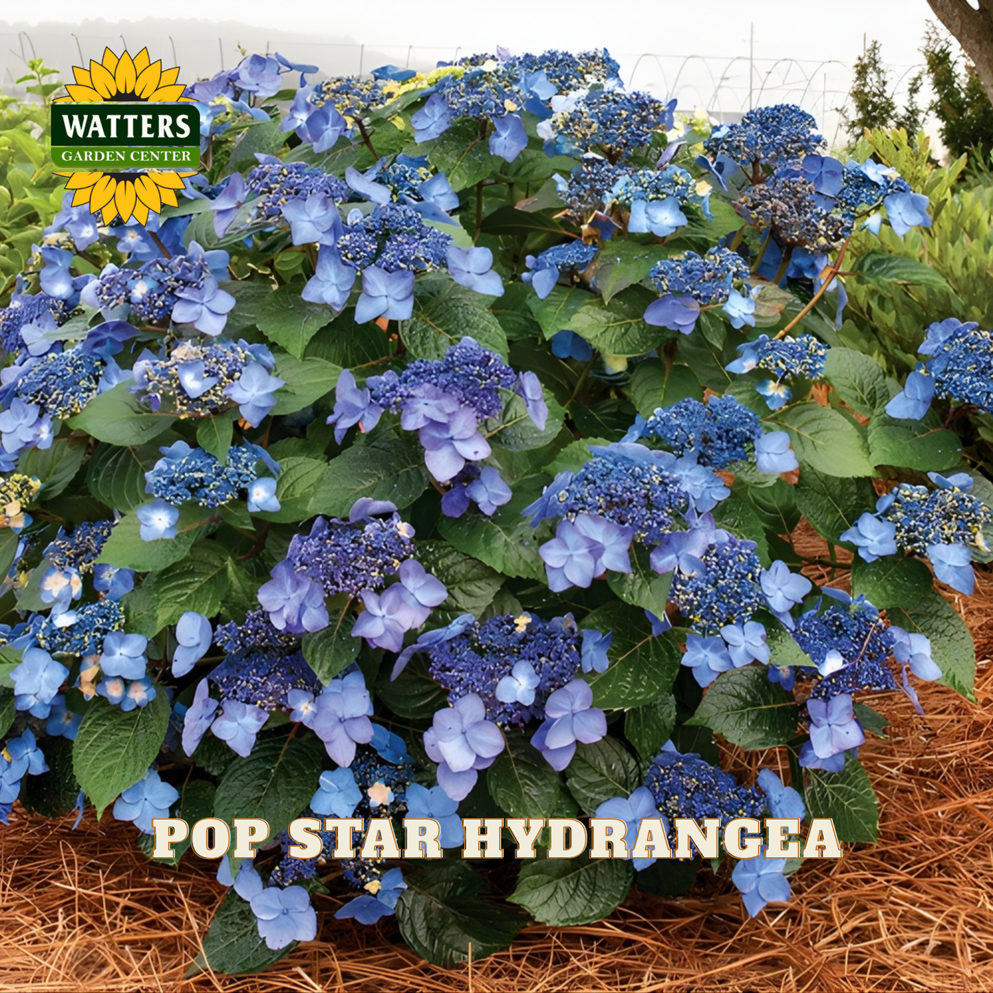 Blue hydrangea plant with green leaves and brown mulch, branded 'Watters Garden Center'.