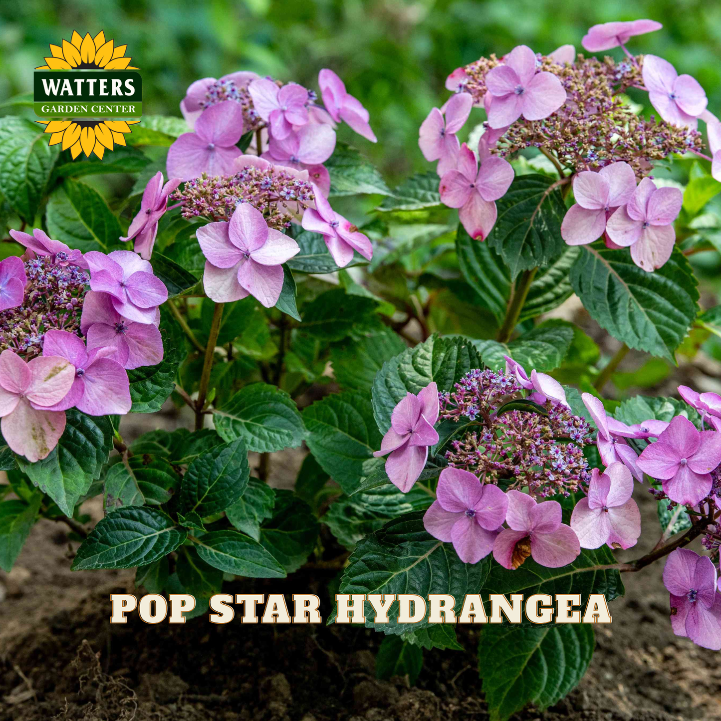 Pop Star Hydrangea flowers with Watters Garden Center logo