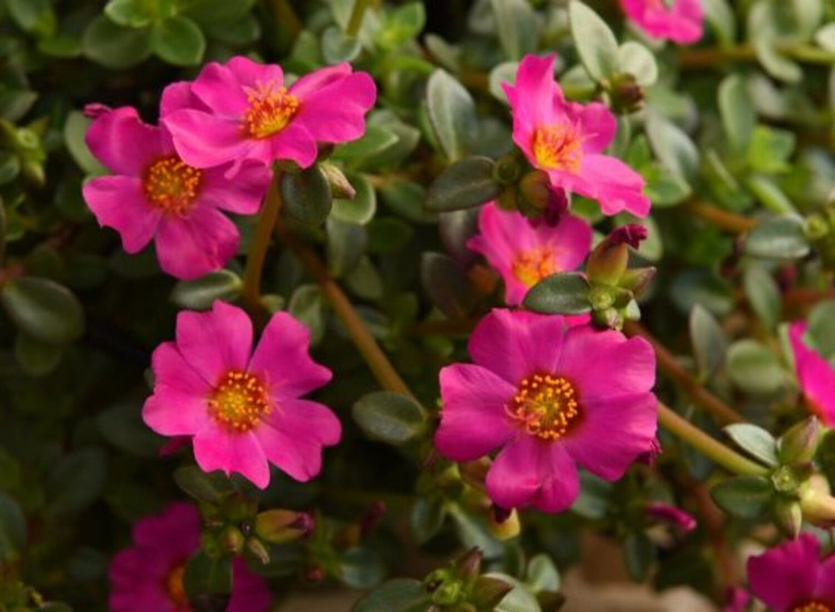 SEA GLASS MAGENTA PORTULACA 4in