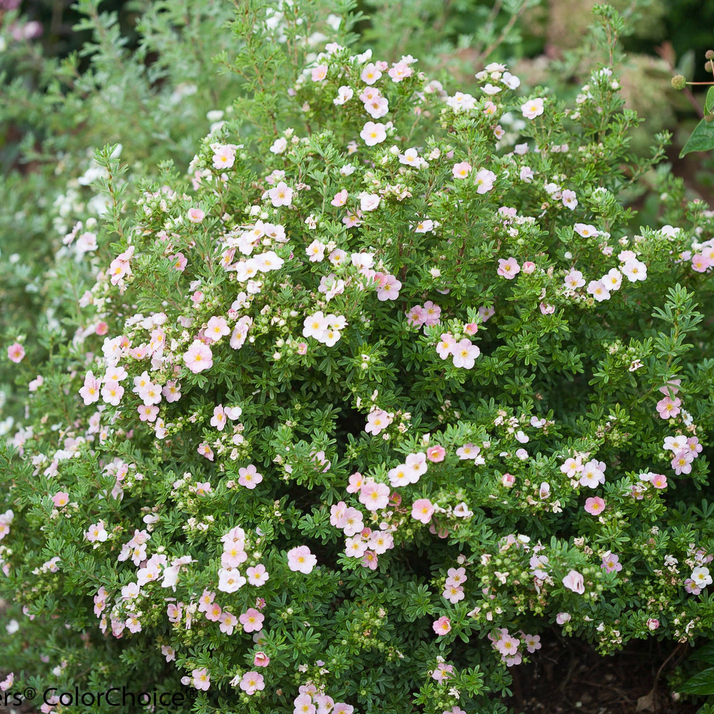 PINK BEAUTY POTENTILLA 2gal