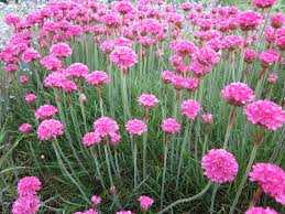 BLOODSTONE ARMERIA 1gal