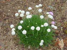 COTTONTAIL ARMERIA 1gal