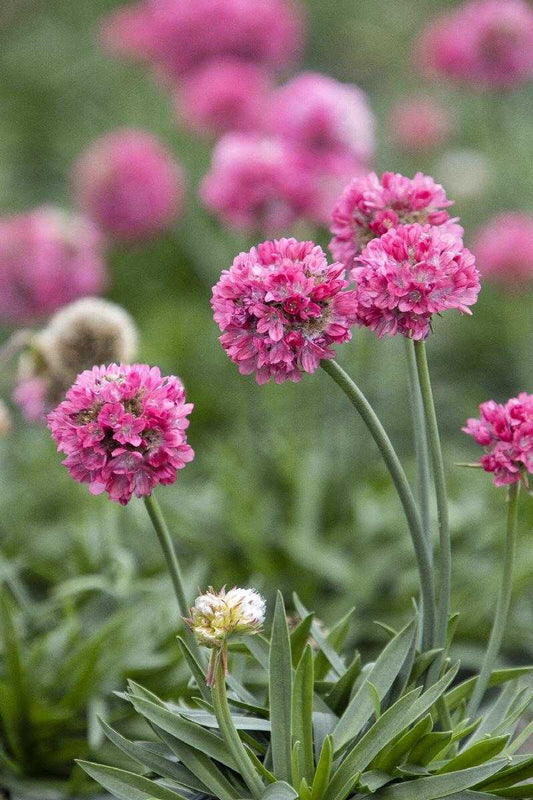 DREAMLAND ARMERIA 1gal
