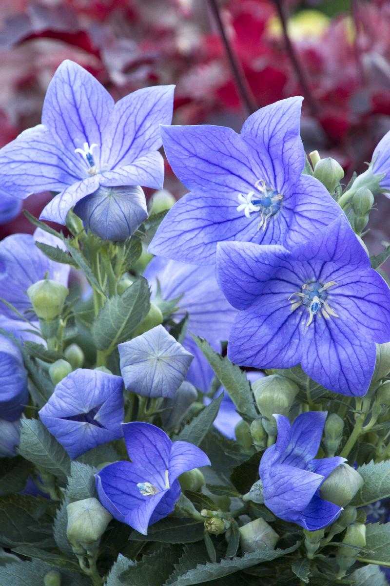 TWINKLE BLUE BALLOON FLOWER 1gal