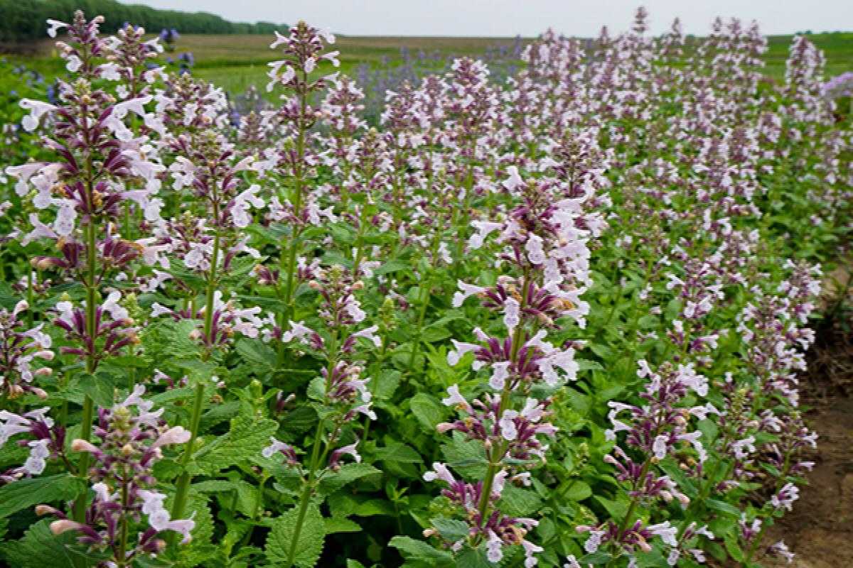 WHISPURR PINK CATMINT 1gal SUPER