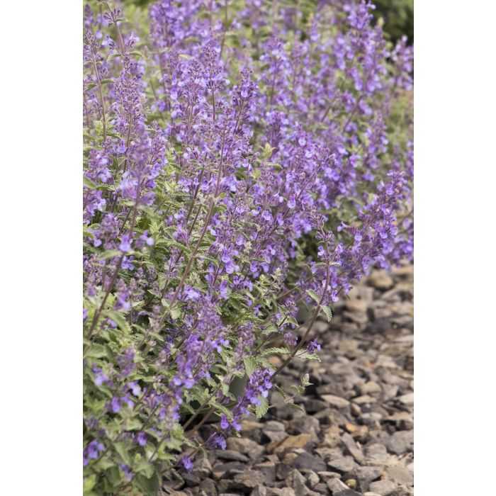 SNOWFLAKE CATMINT 1gal