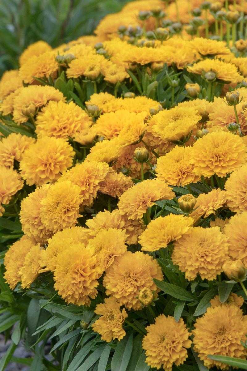 ASSORTED COREOPSIS 1gal