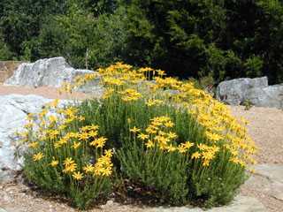 DAMIANITA DAISY 1gal