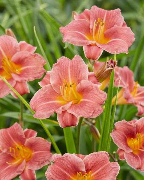 CORAL DAYLILY 1 GAL