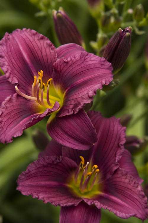 LITTLE GRAPETTE DAYLILY 1gal