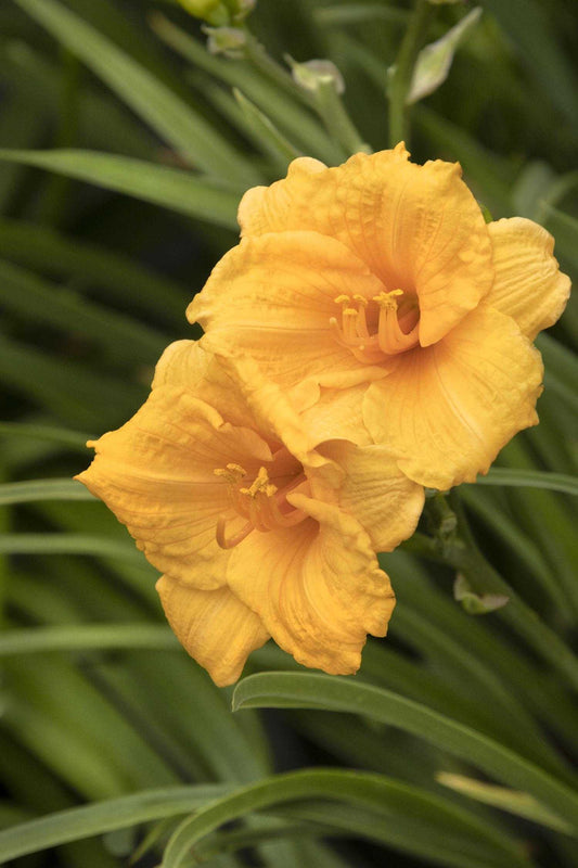 DAYLILY ORANGE 1 GAL