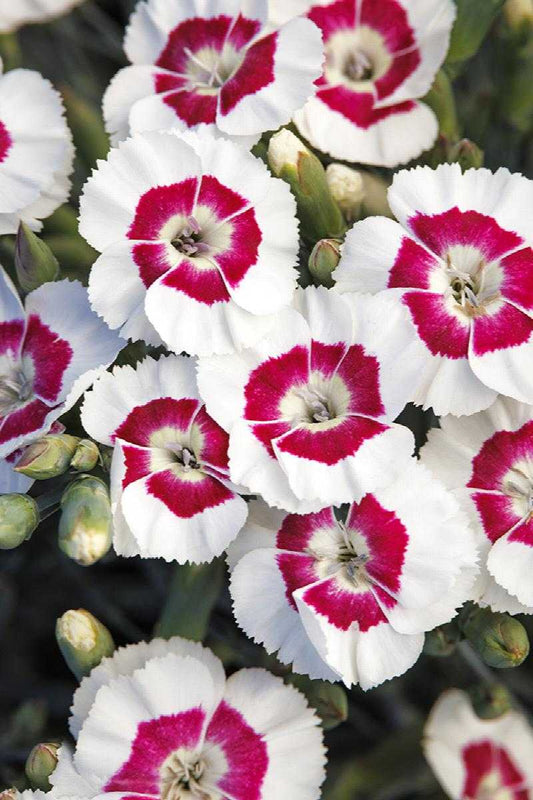 AMERICAN PIE DIANTHUS 1gal