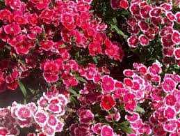 ASSORTED DIANTHUS 1gal