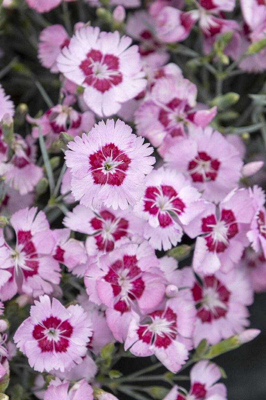 ANGEL OF PEACE DIANTHUS 1 GAL