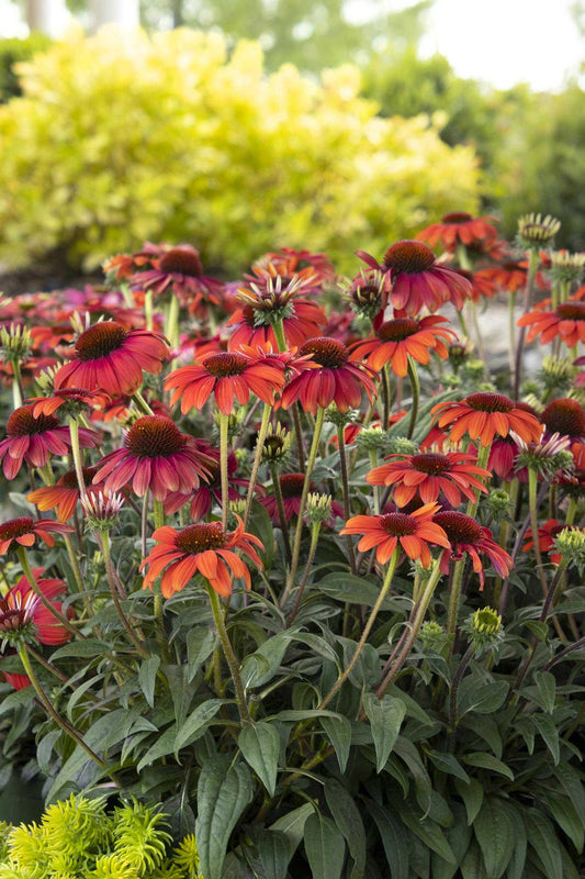FIESTA ECHINACEA 1gal