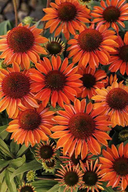 GINGER ECHINACEA 1gal