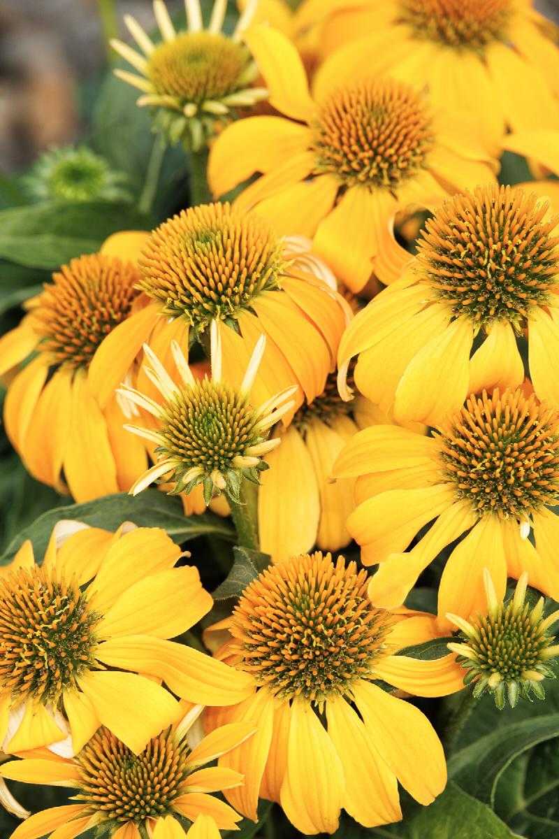 GUATEMALA GOLD ECHINACEA 1gal