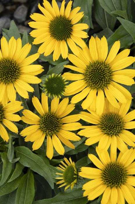 KISMET YELLOW ECHINACEA 1gal