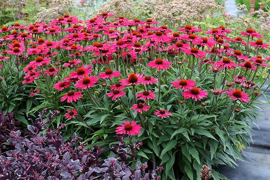 KISMET RASPBERRY ECHINACEA 1gal