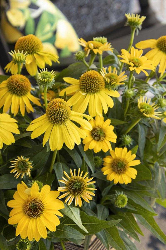 LEMON YELLOW ECHINACEA 1gal