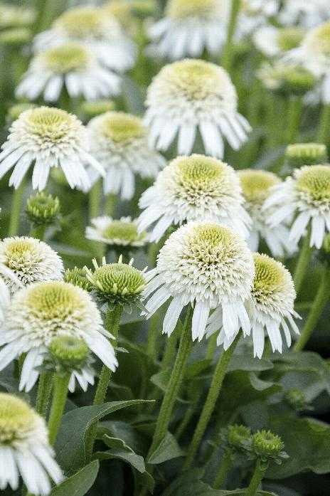 DELICIOUS NOUGAT ECHINACEA 1gal