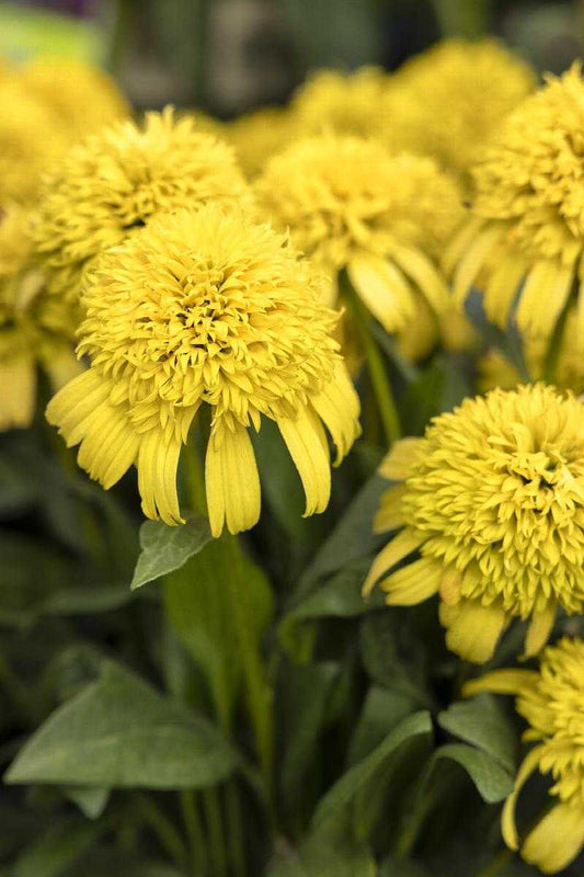 SUNNY DAYS LEMON ECHINACEA 1gal
