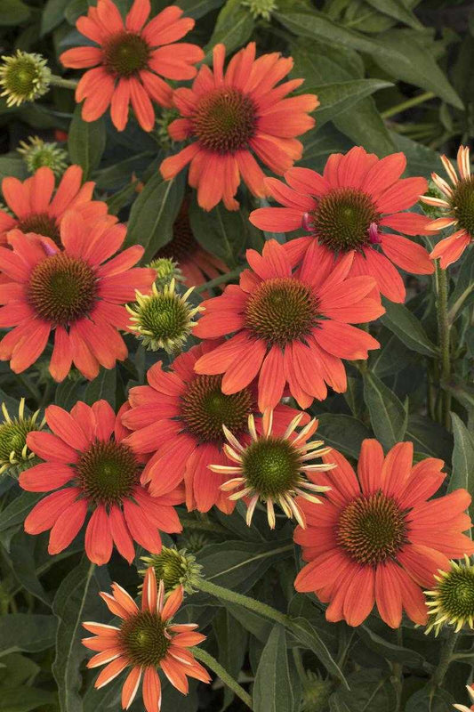 ASSORTED ECHINACEA 1gal