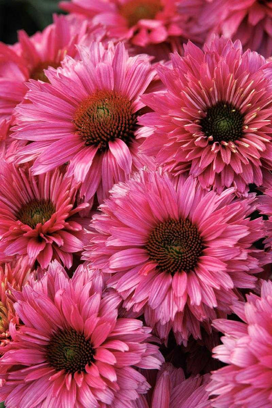 SUNSEEKERS SWEET FUCHSIA ECHINACEA 1gal