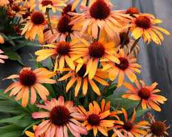 PUMPKIN PIE ECHINACEA 1gal