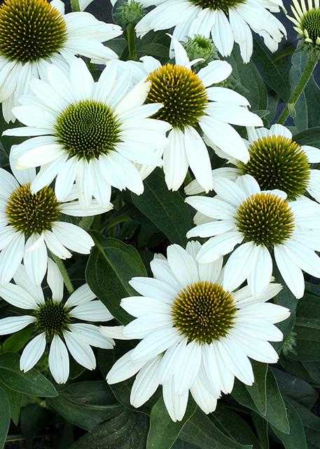 POW WOW WHITE ECHINACEA 1gal