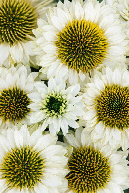 SUNSEEKERS WHITE PERFECTION ECHINACEA 1gal