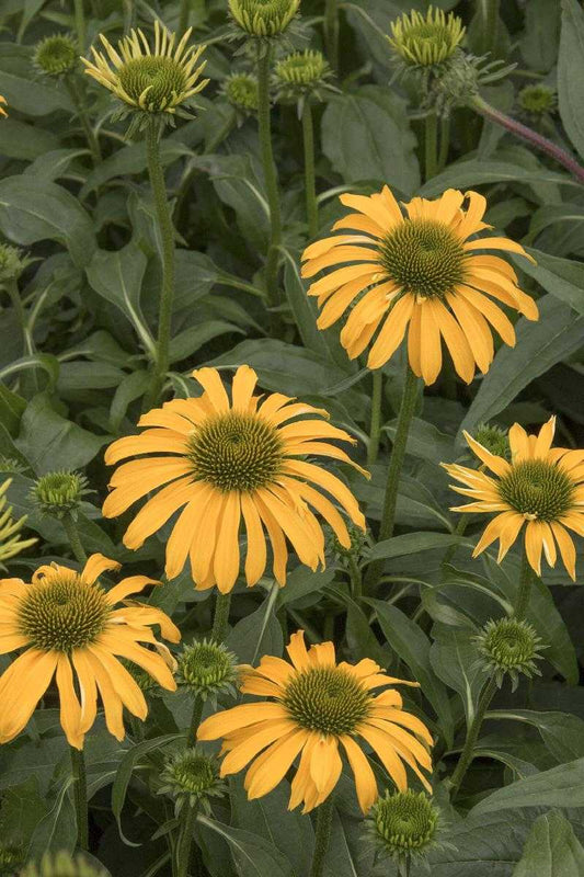 YELLOW FALLS ECHINACEA 1gal