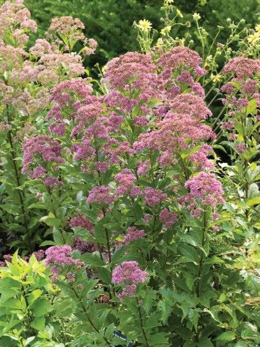 EUPATORIUM DWF JOE PYE WEED 1 GAL