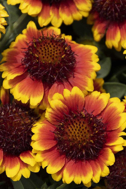 ARIZONA SUN GAILLARDIA 1gal