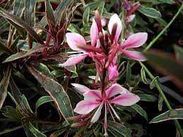 ASSORTED GAURA 3gal