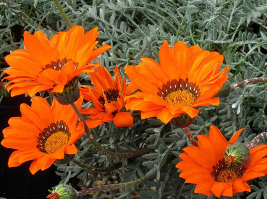 BIG KISS MIX GAZANIA 1gal