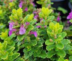 SUMMER SUNSHINE GERMANDER 1gal