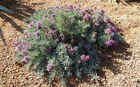 UPRIGHT GERMANDER 1gal