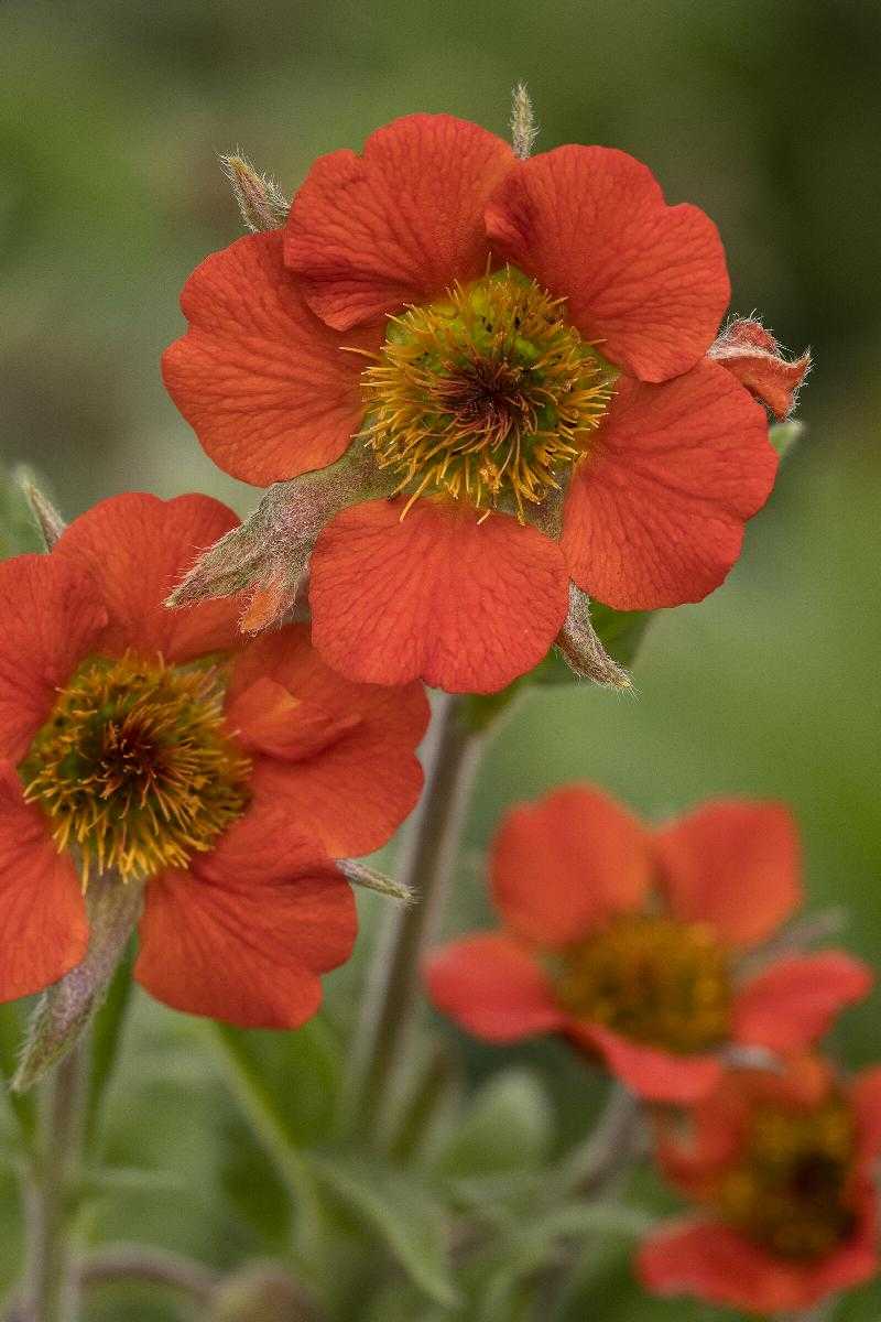 RUSTICO ORANGE GEUM 1gal