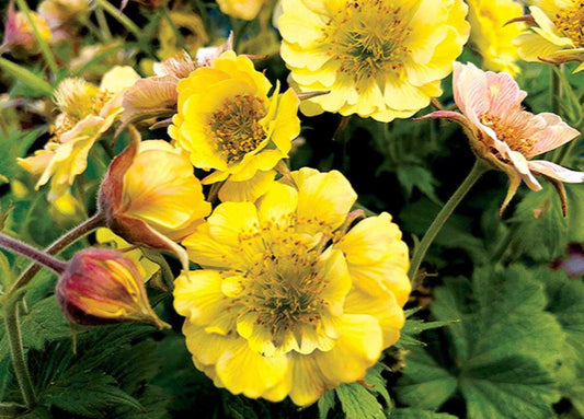 GEUM YELLOW 1 GAL