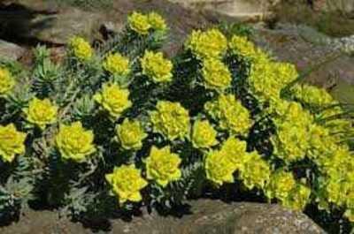 GOPHER PLANT 8in