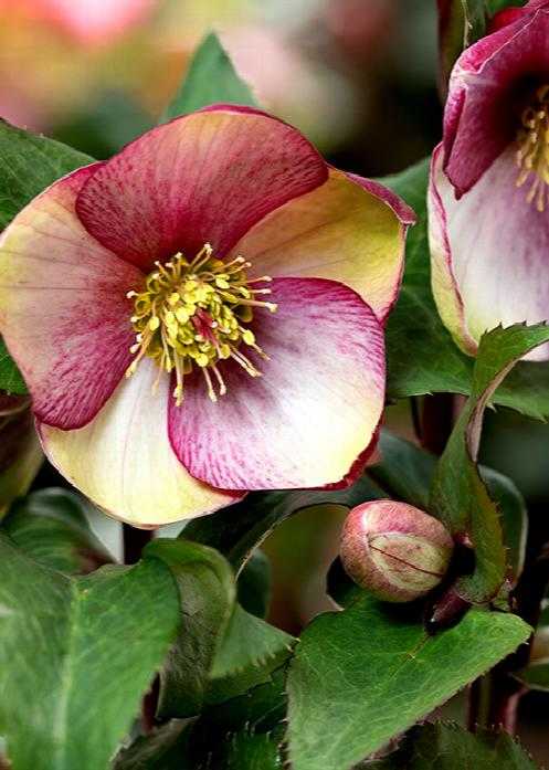 HELLEBORUS ICE N ROSE ROSADO 1 GAL
